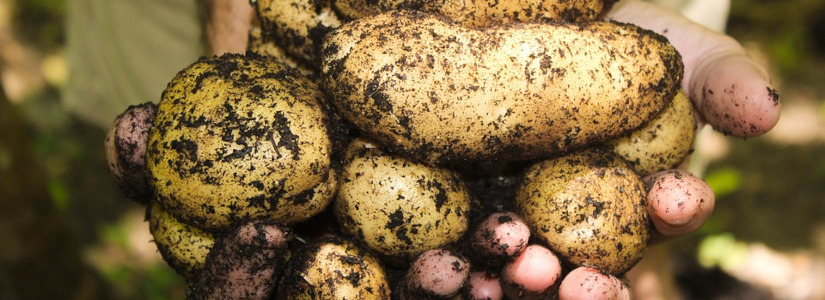 Hoge opbrengst met gebruik van RMA bodemvochtsensor Hoge opbrengst met gebruik van RMA bodemvochtsensor