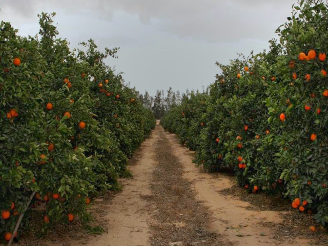 Fruit Force uit de startblokken